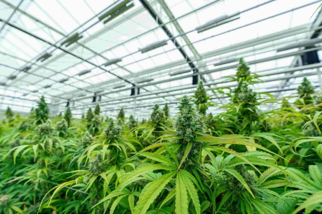cannabis als medizin