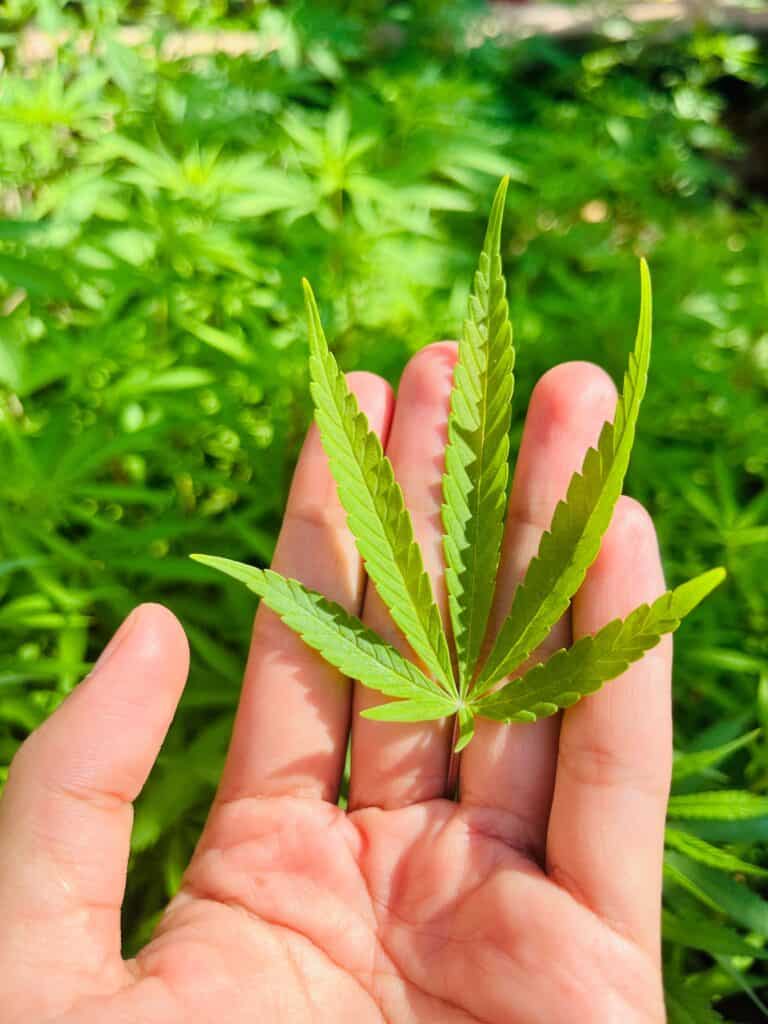 Was ist der Unterschied zwischen männlichen und weiblichen Cannabispflanzen?