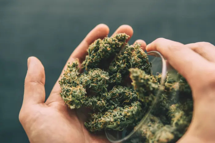 Medizinisches Cannabis in der Hand einer Person