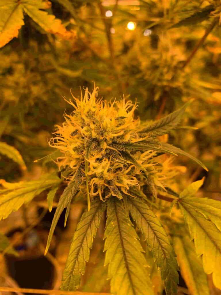 Cannabis Terpene Cannabis Terpene