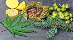 Die gängigsten Terpene in Cannabis und ihre Funktion in medizinischen Präparaten
