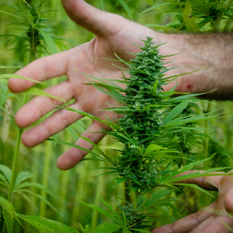 cannabis-buds