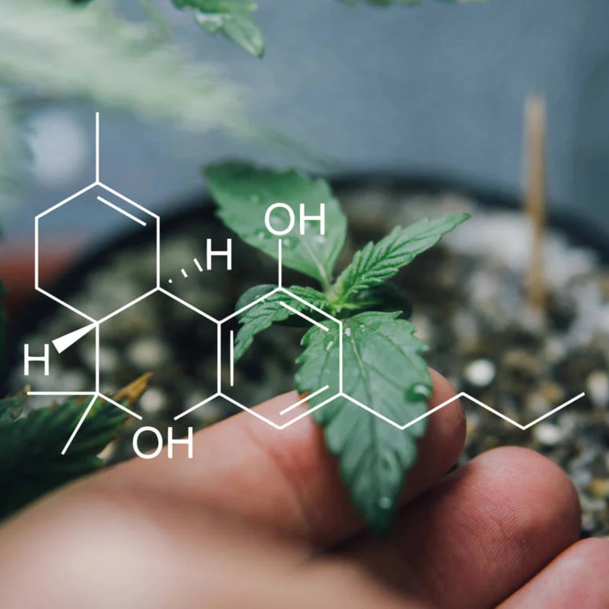 cannabis-beste-sorte